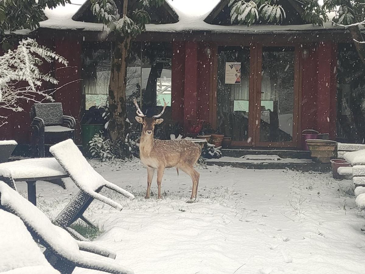 Polonezkoey Country Club & Accommodation In The Wildlife Park! Istanbul Exterior photo